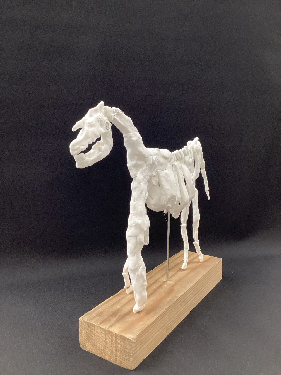 Horse skeleton